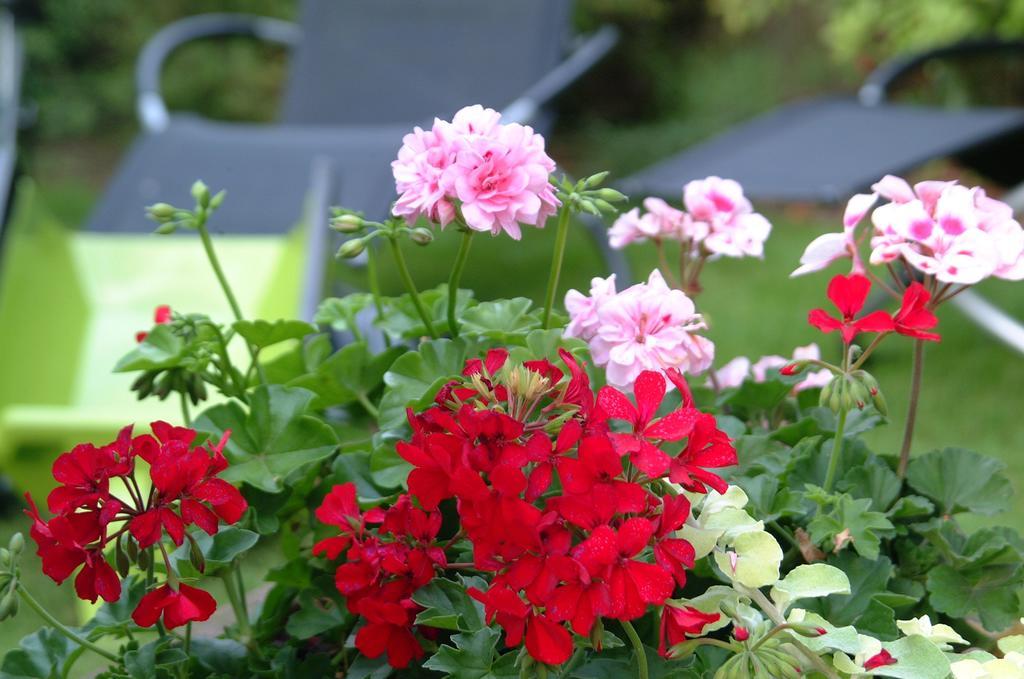 Appartement Le Jardin Lingolsheim Quarto foto